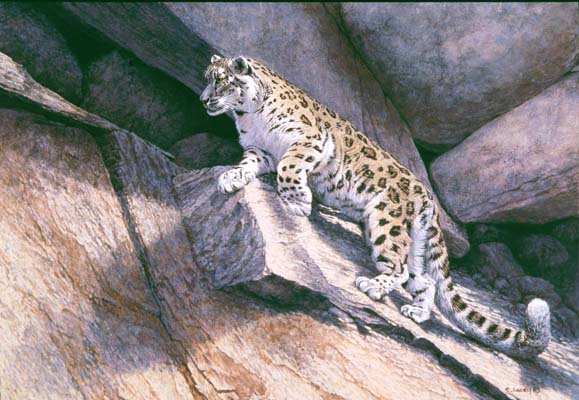 snow leopard